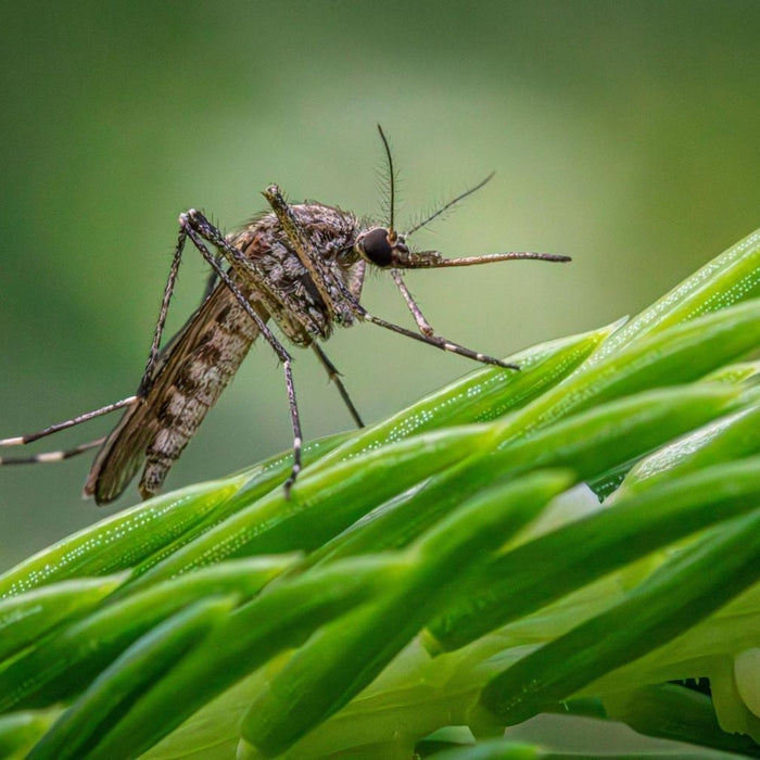 5 tips insecten buiten houden