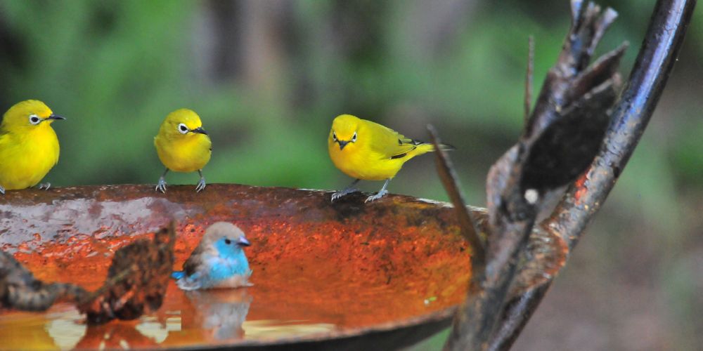 diervriendelijke wintertuin