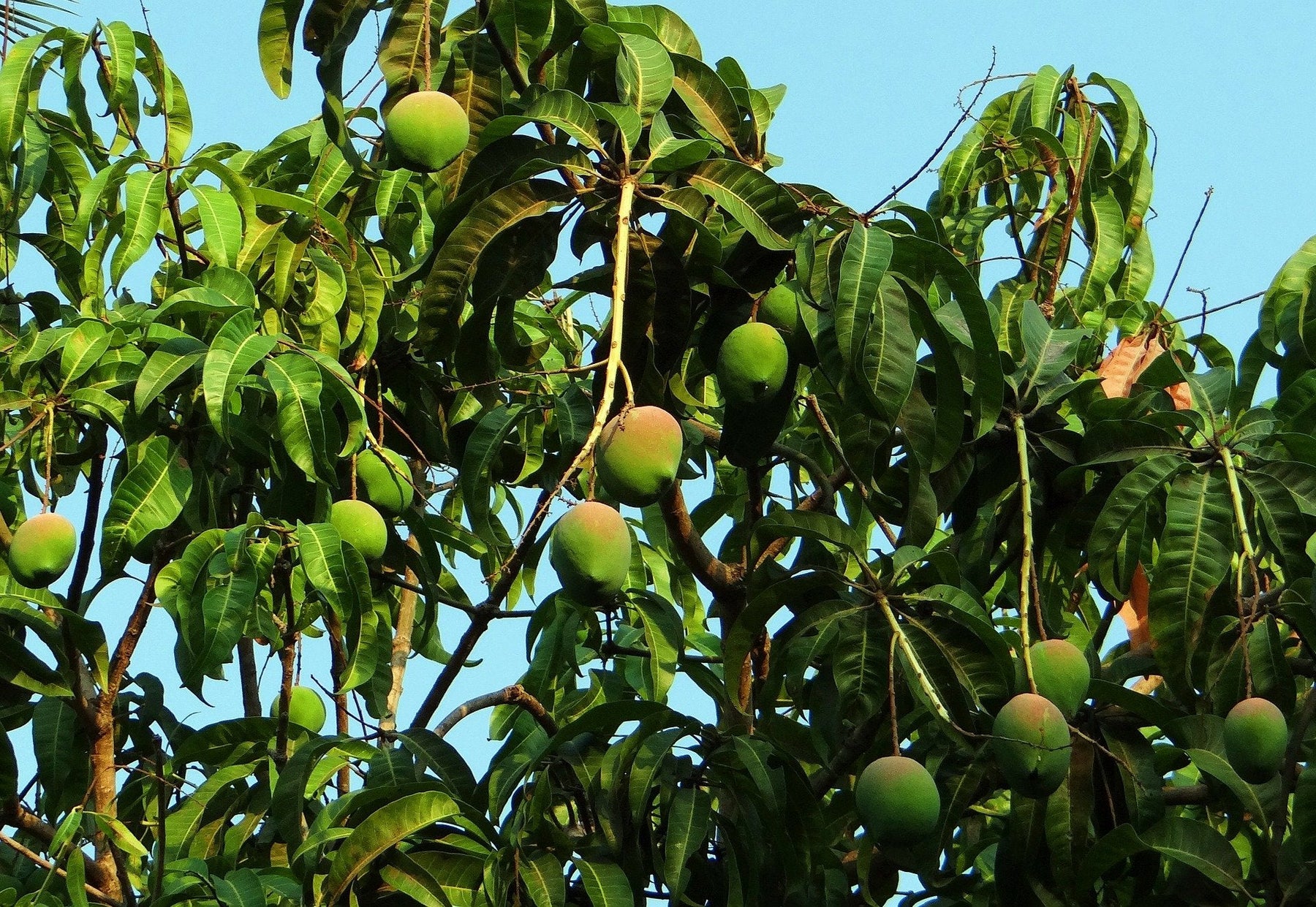 Mangohouten meubels, ga voor duurzaam!