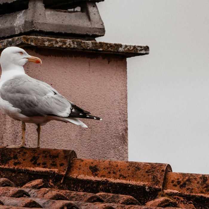 nestelende vogels dakpannen oplossingen