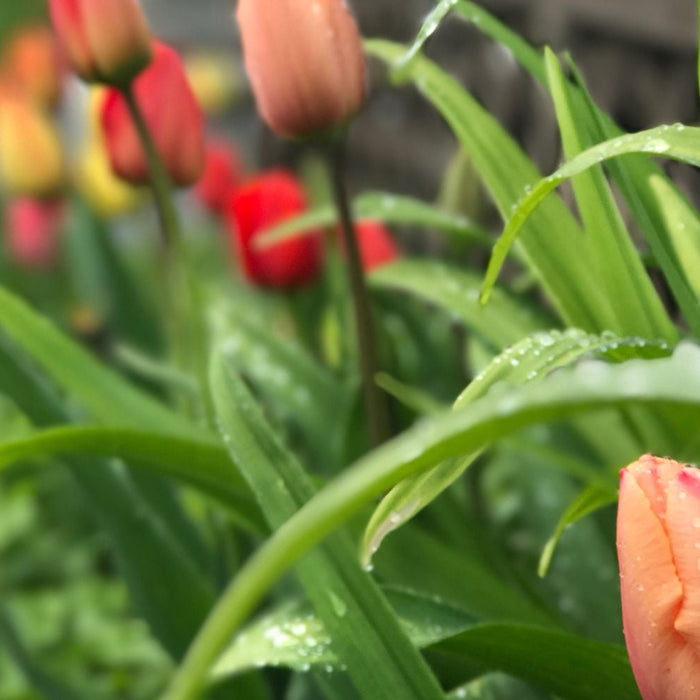 voorjaarsbollen tips tuin inspiratie