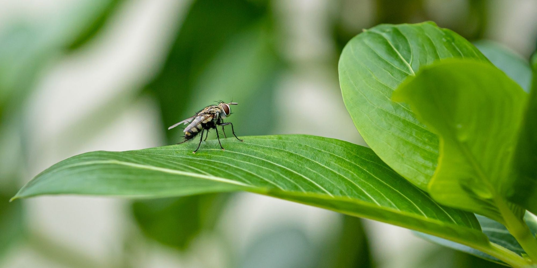 voorkom insecten in huis