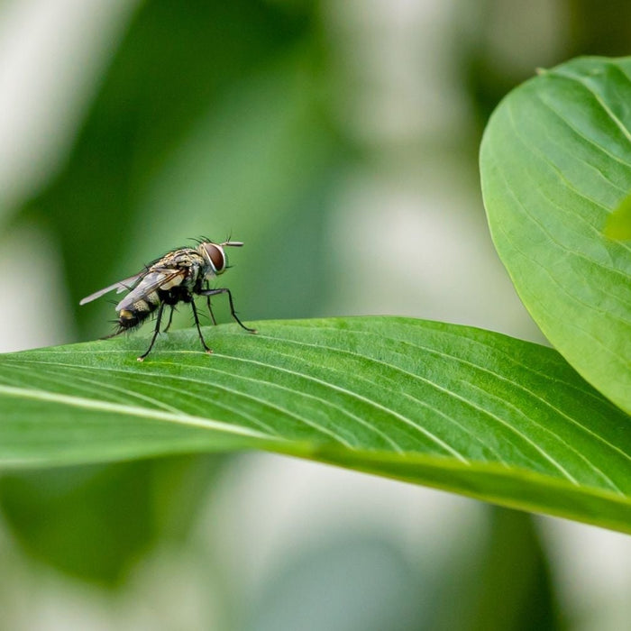 voorkom insecten in huis