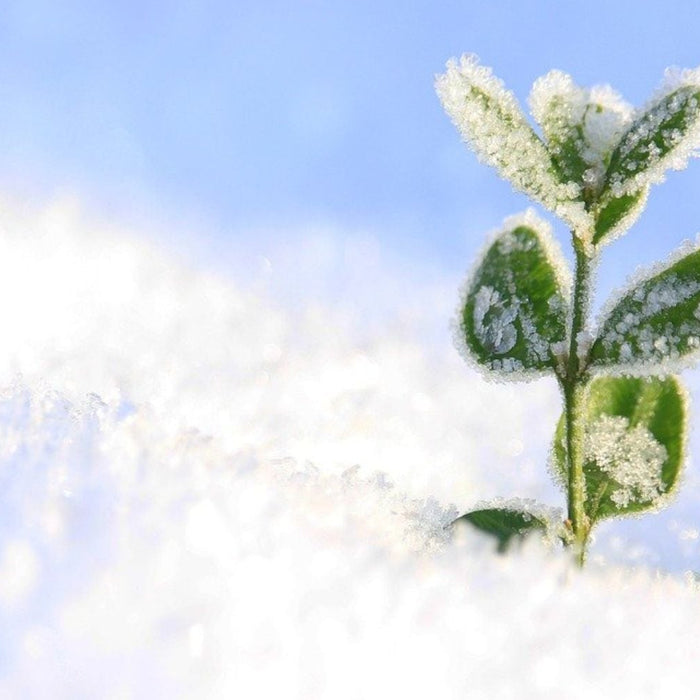 winterslaap tips blijf warm en gezellig in de winter